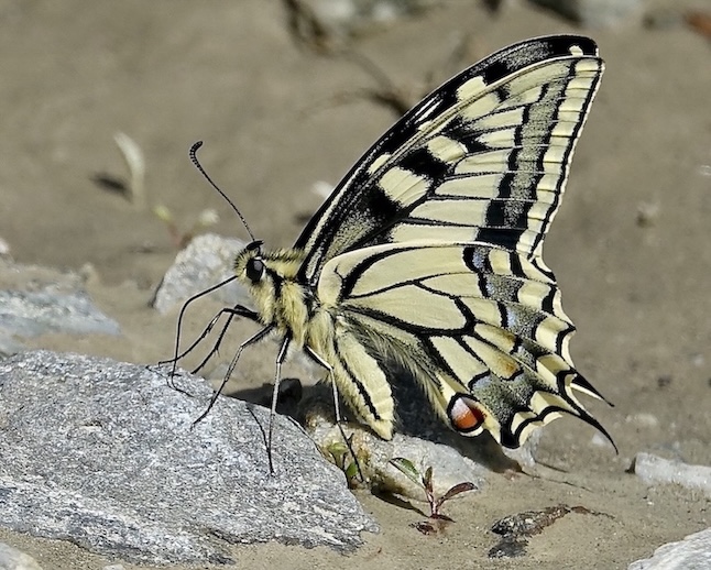 swallowtail
